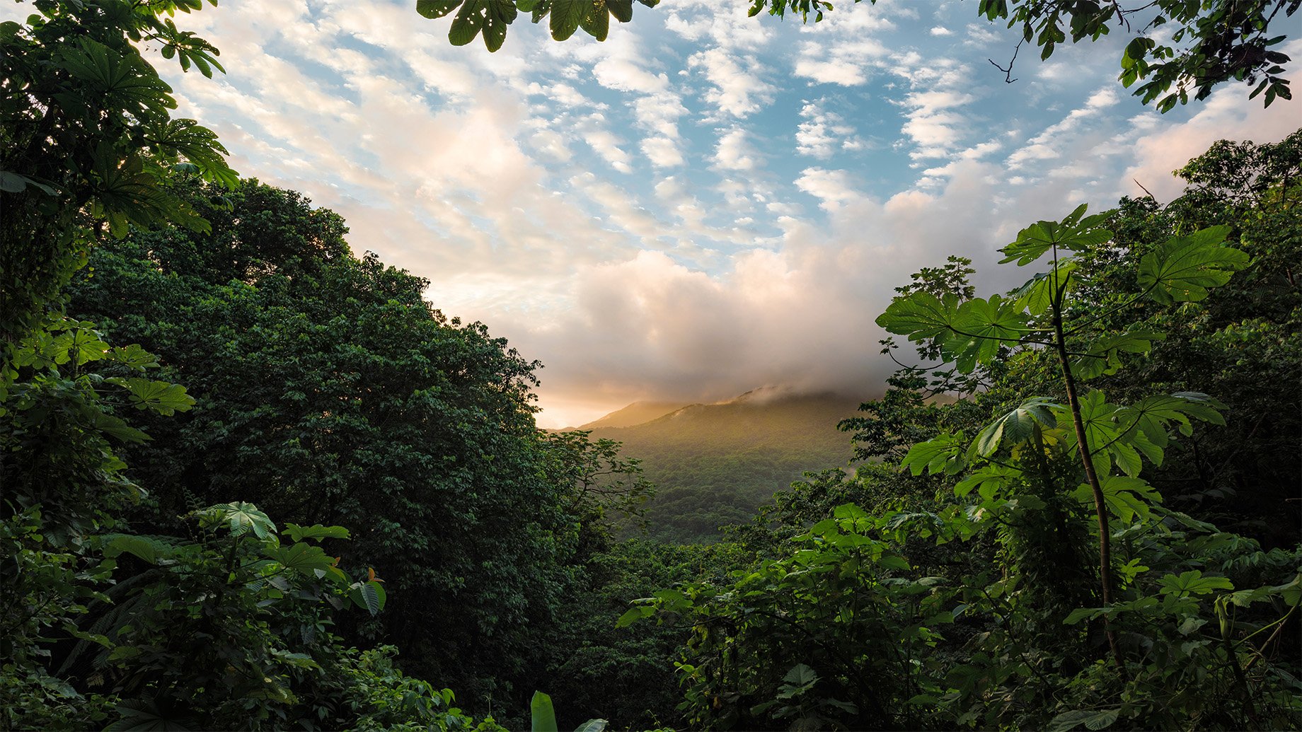 View from the Yunque Rainforest against the green mountains of Puerto Rico in the warm sunrise