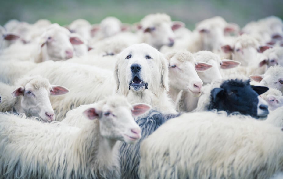 A shepherd dog popping his head up from a sheep flock. Disguise, uniqueness and/or lost in the crowd concept