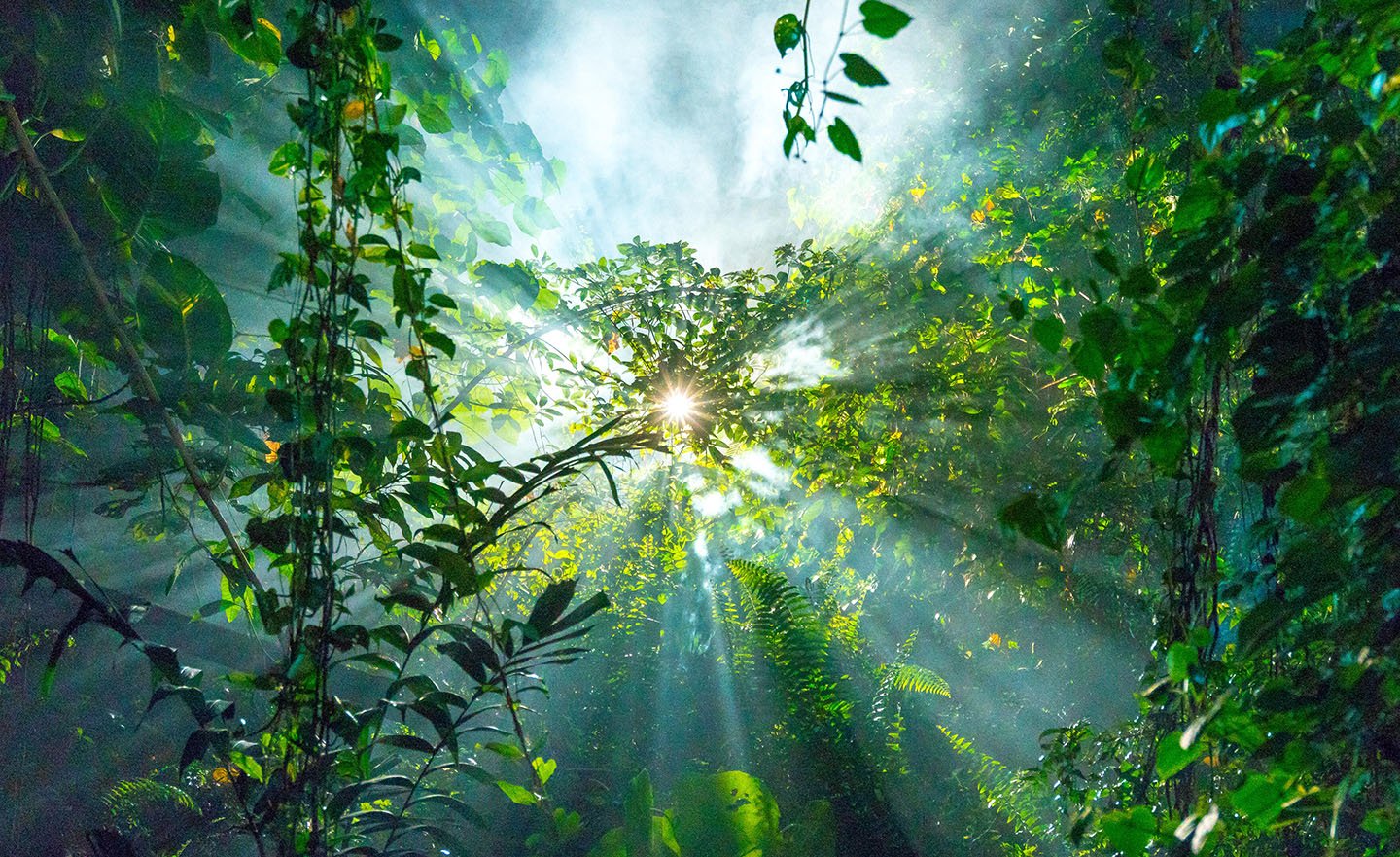 Sun beams penetrate the  rain forest from above creating a circular effect in the deep green vegetation in Kuala Lumpur, Malaysia