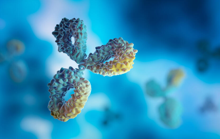 Molecular model of a monoclonal antibody