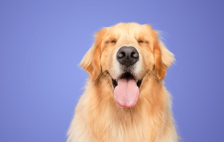 Happy golden retriever dog smiling with closed eyes and open mouth with a purple background.