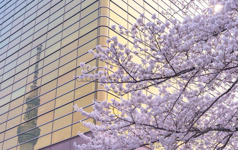 A blooming Japanese sakura tree beside a high-rise building, with the Tokyo Skytree reflected on its glass facade.