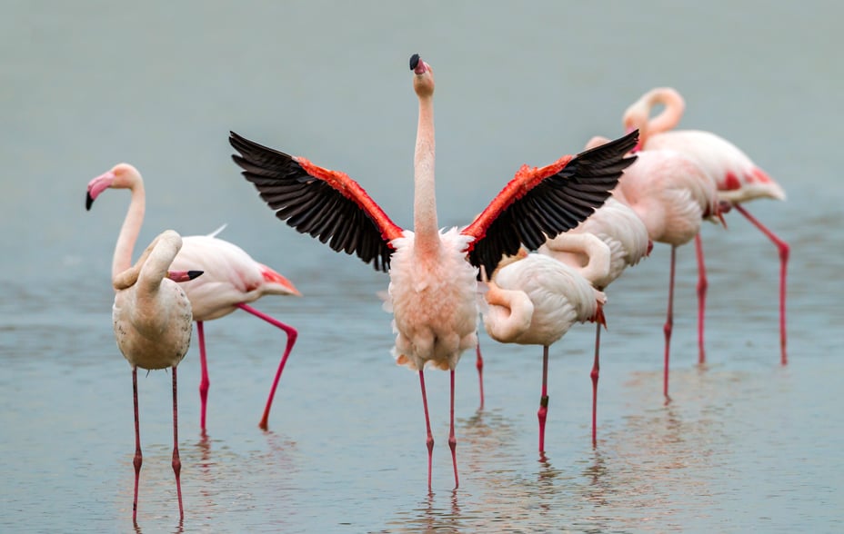 A group of flamingos stands in the water, the bird in the front has its wings spread.